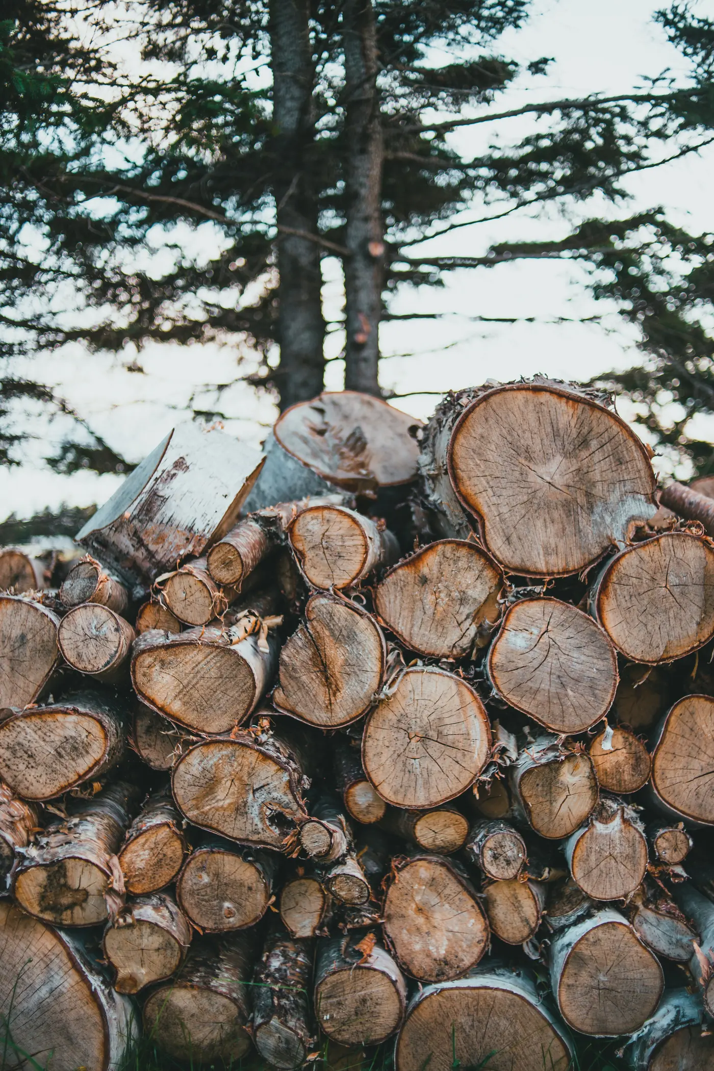 Sustainably harvested timber stacked in an African forest